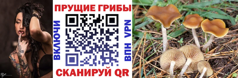 Псилоцибиновые грибы MAGIC MUSHROOMS дарнет шоп blacksprut сайт Лихославль